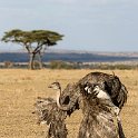 TZA MAR SerengetiNP 2016DEC24 NyamaraKopjes 002 : 2016, 2016 - African Adventures, Africa, Date, December, Eastern, Mara, Month, Nyamara Kopjes, Places, Serengeti National Park, Tanzania, Trips, Year